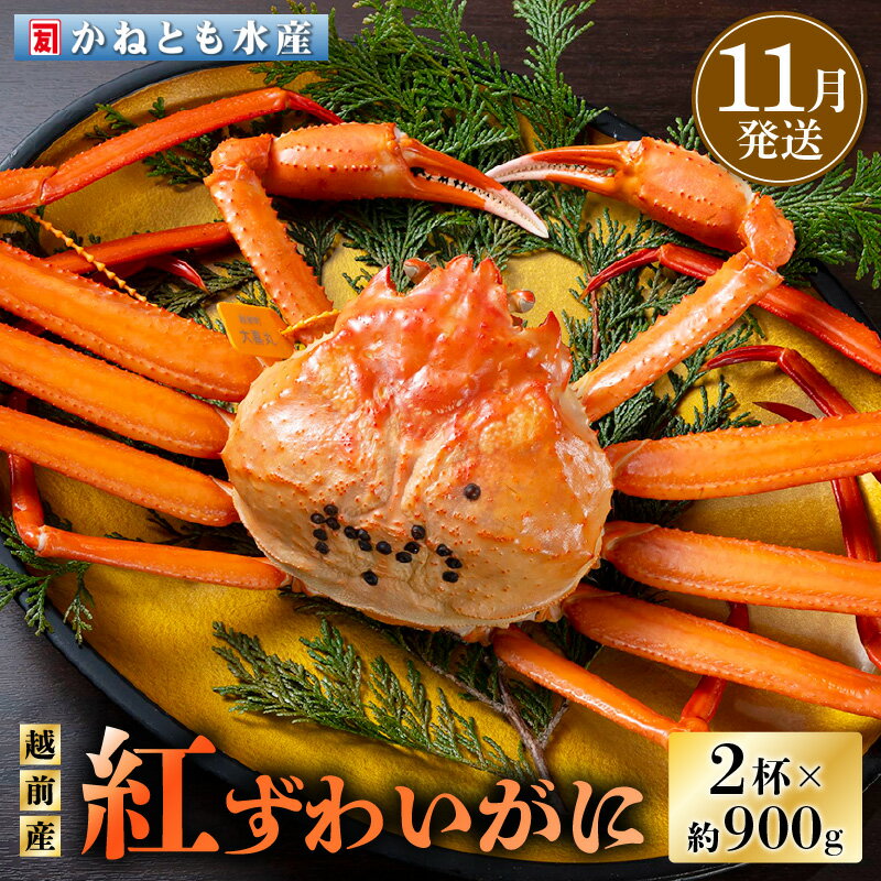 【ふるさと納税】≪浜茹で≫越前産 紅ずわいがに 約900g × 2杯 食べ方しおり付【紅ズワイガニ カニ かに 蟹 姿 ボイル 冷蔵 福井県】【11月発送分】希望日指定不可 [e14-x001_11]