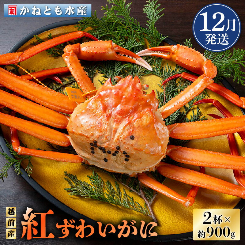 【ふるさと納税】≪浜茹で≫越前産 紅ずわいがに 約900g × 2杯 食べ方しおり付【紅ズワイガニ カニ かに 蟹 姿 ボイル 冷蔵 福井県】【12月発送分】希...