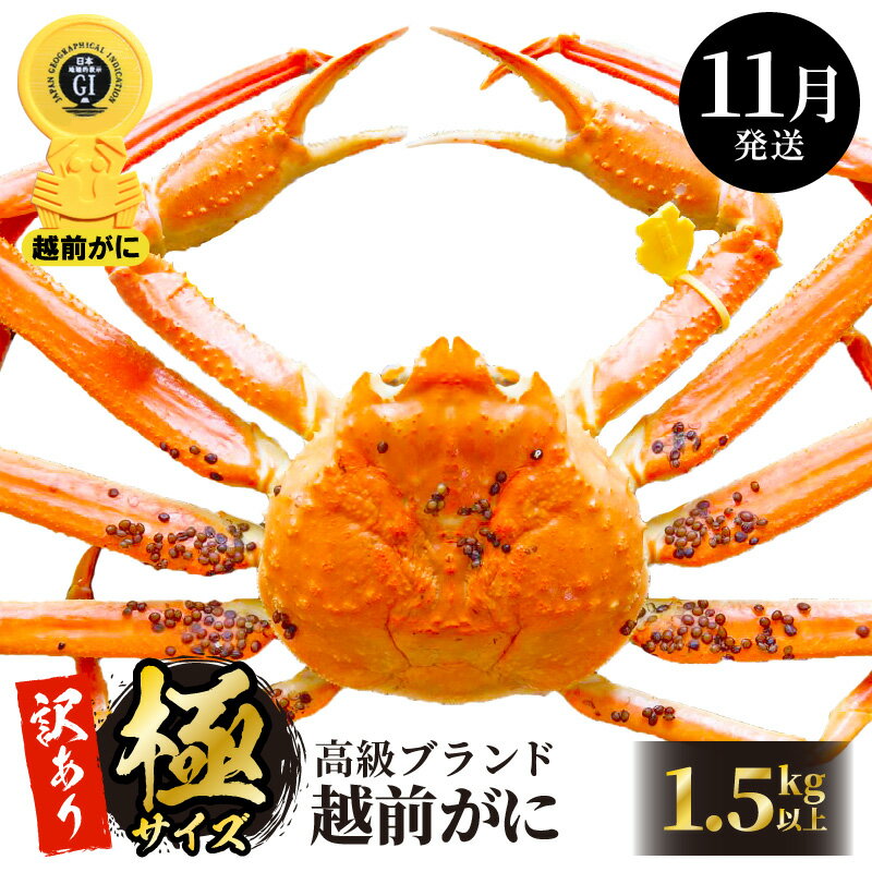 【ふるさと納税】【訳あり】≪浜茹で≫越前がに 極サイズ × 1杯（生で1.5kg以上） 食べ方しおり付 味は「極」同様！【雄 ズワイガニ かに カニ 蟹 越前ガニ 姿 ボイル 冷蔵 福井県】【11月発送分】希希望日指定可 備考欄に希望日をご記入ください [e14-x013_11]