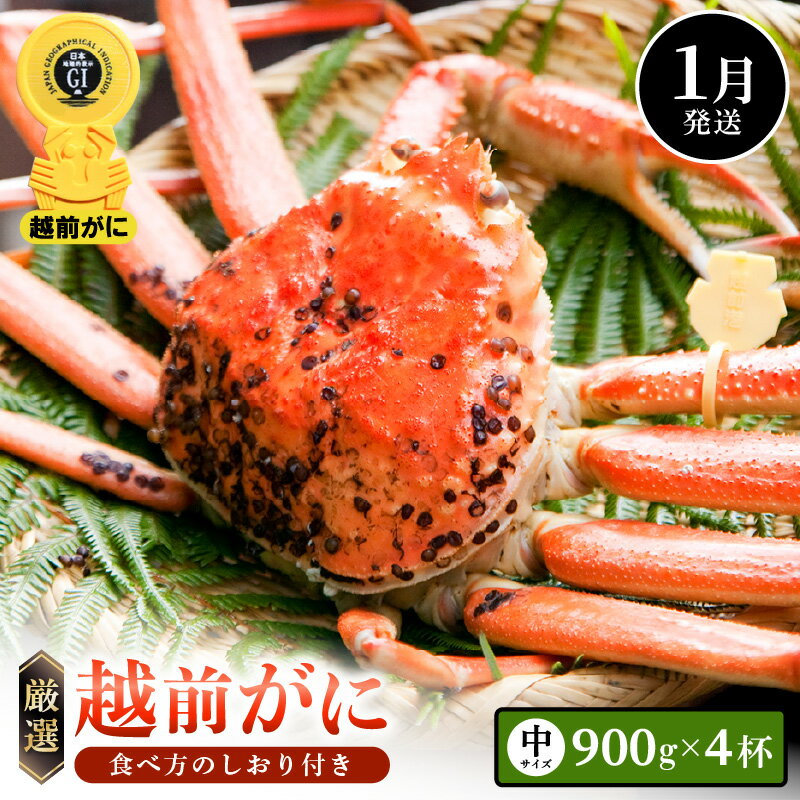 【ふるさと納税】≪浜茹で≫越前がに 中サイズ × 1杯（生で900g以上）× 4杯 合計3.6kg以 ...