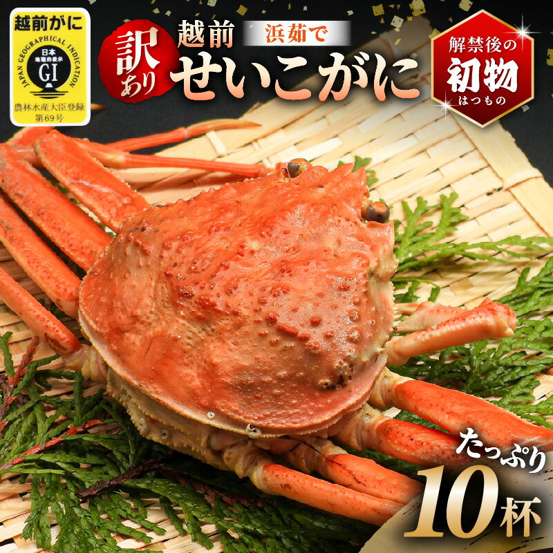 [訳あり][楽天限定]≪浜茹で≫越前せいこガニ(越前がにタグ付き)10杯[11月発送分]※寄附締切11月17日!!解禁直後の初物 ご自宅用に最適[雌 ズワイガニ カニ 越前ガニ セコガニ カニみそ]希望日指定可 備考欄に希望日をご記入ください [e14-x022]