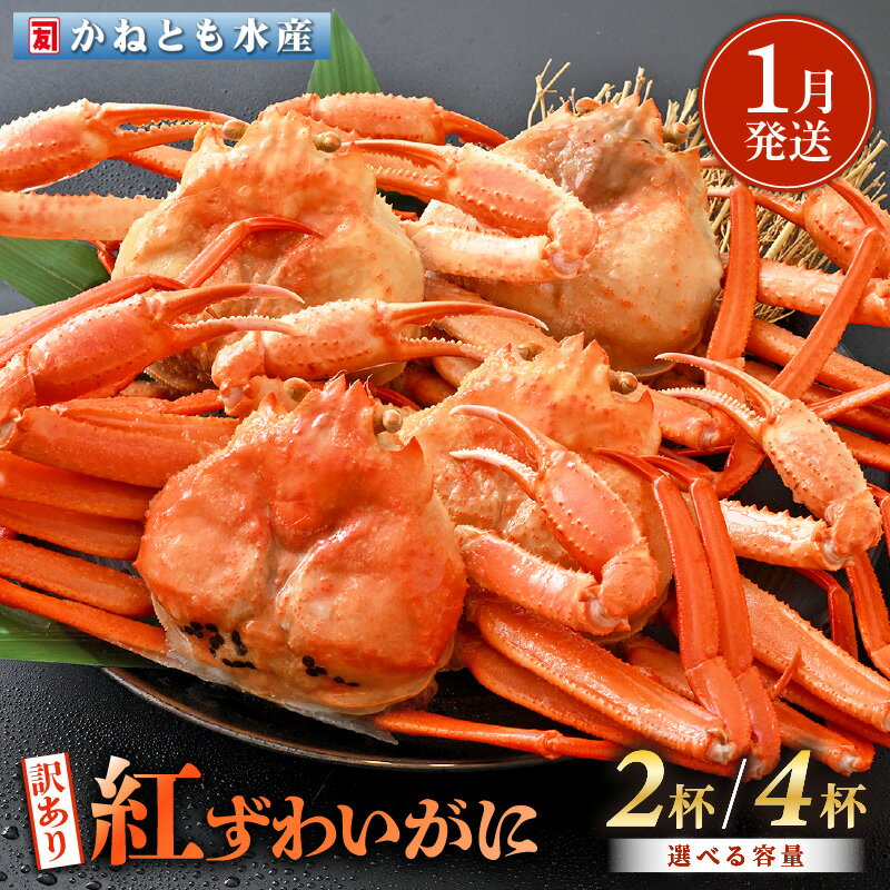 【ふるさと納税】【訳あり】≪浜茹で≫越前産 紅ずわいがに 約700g × 2杯 〜 4杯 食べ方しおり付【紅ズワイガニ カニ かに 蟹 姿 ボイル 冷蔵 福井県】【1月発送分】希望日指定不可
