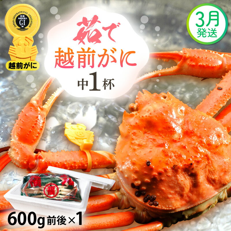 【ふるさと納税】≪浜茹で≫越前がに 中サイズ（生で600g前後） × 1杯 食べ方しおり かにスプーン付き【雄 ズワイガニ 越前ガニ かに カニ 蟹 姿 ボイル 冷蔵 福井県】【3月発送分】希望日指定可 備考欄に希望日をご記入ください