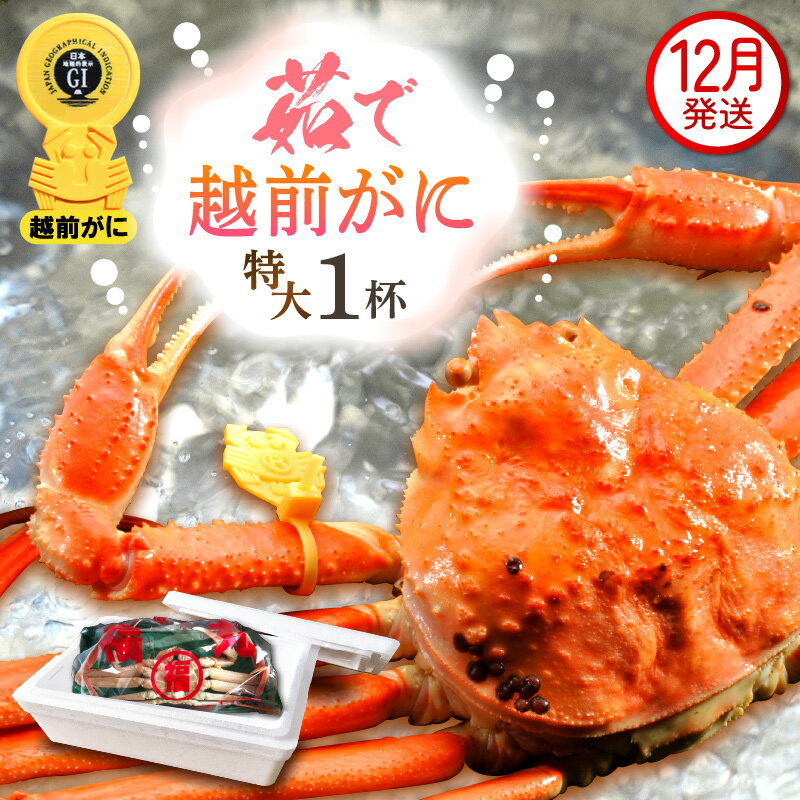 【ふるさと納税】≪浜茹で≫越前がに 特大サイズ（生で1kg前後） × 1杯 食べ方しおり かにスプーン付き【雄 ズワイガニ 越前ガニ かに カニ 蟹 姿 ボイル 冷蔵 福井県】【12月発送分】希望日指定可 希望日指定可 備考欄に希望日をご記入ください [e15-x012_12]