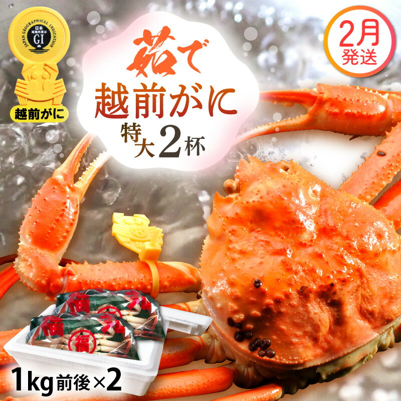 【ふるさと納税】≪浜茹で≫越前がに 特大サイズ（生で1kg前後） × 2杯 食べ方しおり かにスプーン付き【雄 ズワイガニ 越前ガニ かに カニ 蟹 姿 ボイル 冷蔵 福井県】【2月発送分】希望日指定可 備考欄に希望日をご記入ください [e15-x013_02]