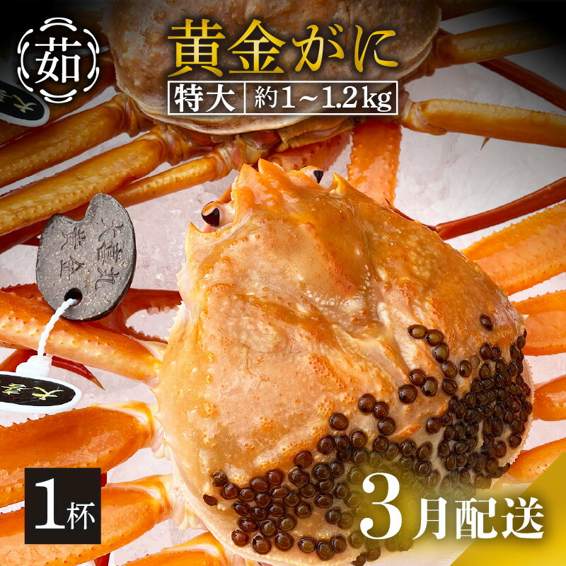 【ふるさと納税】 [冷蔵便] 黄金ガニ（特大サイズ） × 1杯 「ズワイガニと紅ズワイガニのあいのこ」幻のカニを浜茹ででお届け！【黄金がに カニ 姿 ボイル 冷蔵 福井県】【3月発送分】希望日指定可 備考欄に希望日をご記入ください [e22-x006_03]のサムネイル