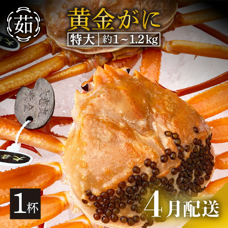 【ふるさと納税】 [冷蔵便] 黄金ガニ（特大サイズ） × 1杯 「ズワイガニと紅ズワイガニのあいのこ」幻のカニを浜茹ででお届け！【黄金がに カニ 姿 ボイル 冷蔵 福井県】【4月発送分】希望日指定可 備考欄に希望日をご記入ください [e22-x006_04](4)