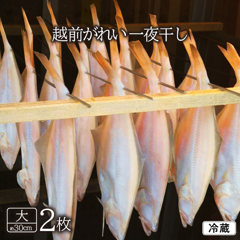 【ふるさと納税】越前 赤がれい 天日干し 大2枚 越前の港から直送！旨味濃縮 一夜干し【干物 赤ガレイ かれい カレイ】 [e23-a001]