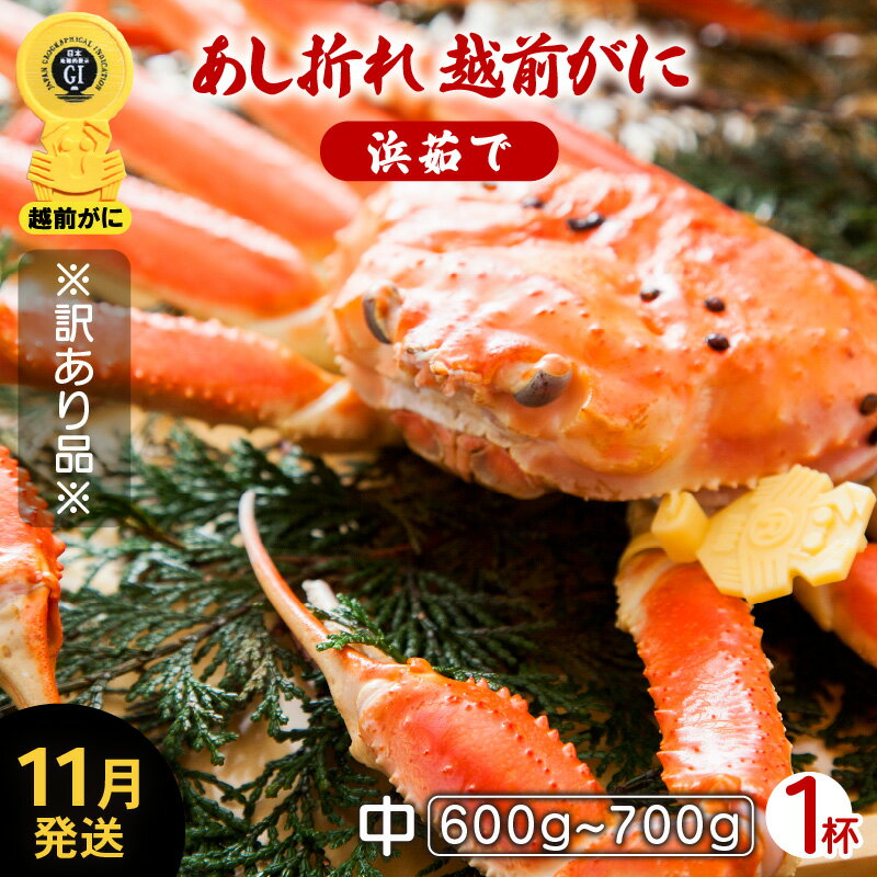 【ふるさと納税】【訳あり】≪浜茹で≫足折れ 越前がに 中サイズ × 1杯（生で600〜700g）地元で喜ばれるゆで加減・塩加減でお届け！【雄 ズワイガニ ずわいがに 姿 ボイル 冷蔵 福井県】【11月発送分】希望日指定可 備考欄に希望日をご記入ください [e23-x001_11]