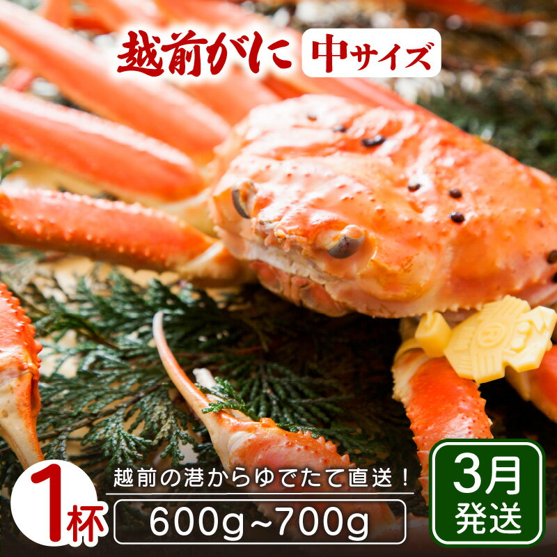 【ふるさと納税】≪浜茹で≫越前がに 中サイズ × 1杯(生で600〜700g)地元で喜ばれるゆで加減・塩加減でお届け!【雄 ズワイガニ ずわいがに 越前ガニ 姿...
