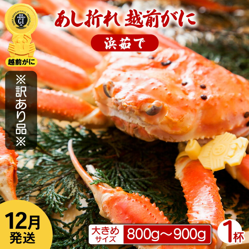 【ふるさと納税】【訳あり】足折れ 越前がに 大きめサイズ × 1杯（800～900g）地元で喜ばれるゆで加減・塩加減で越前の港から直送！【雄 ズワイガニ ずわいがに 姿 ボイル 冷蔵 福井県】【12月発送分】希望日指定可 備考欄に希望日をご記入ください [e23-x013_12]