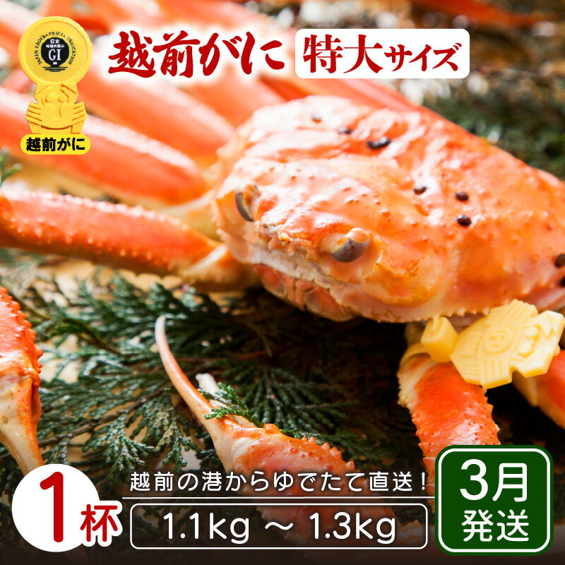 ≪浜茹で≫越前がに 特大サイズ × 1杯(1.1〜1.3kg)地元で喜ばれるゆで加減・塩加減でお届け![雄 ズワイガニ ずわいがに 越前ガニ 姿 ボイル 冷蔵 福井県][3月発送分]希望日指定可 備考欄に希望日をご記入ください [e23-x016_03]