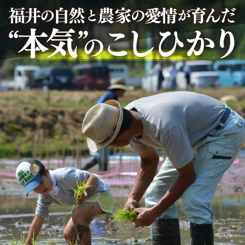 【ふるさと納税】【先行予約】【令和8年産】こしひかり 5kg【選べる精米方法：白米/玄米】【2026年10月中旬以降順次発送】【こめ コシヒカリ 人気品種 ブランド米 5キロ 白米 精米 玄米 おにぎり うまい 福井県ブランド米】 f184233-echizen-10001652 福井県越前町 サンプル画像3
