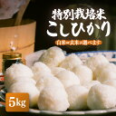 【ふるさと納税】【先行予約】【令和7年産・新米】特別栽培米 こしひかり 5kg【選べる精米方法:白米/玄米】【10月中旬前後より順次発送予定】【こめ コシヒカリ 人気品種 ブランド米 5キロ 白米 精米 玄米 おにぎり うまい 福井県ブランド米 福井県産 農薬 50%減】