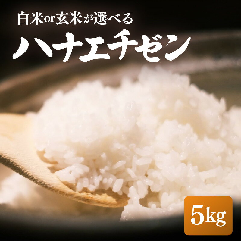 【ふるさと納税】【先行予約】【令和8年産】ハナエチゼン 5kg【選べる精米方法：白米/玄米】【2026年10月中旬以降順次発送 】【お米 こめ はなえちぜん 華越前 人気品種 ブランド米 5キロ 白米 精米 玄米 おにぎり うまい 福井県ブランド米 福井県産】
