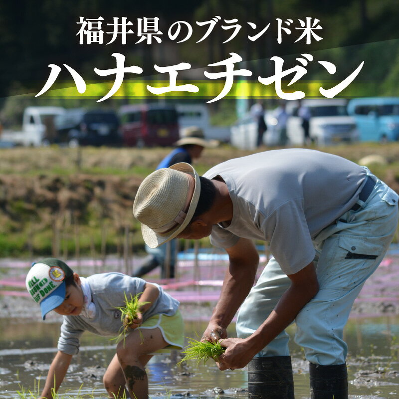 【ふるさと納税】【先行予約】【令和8年産】ハナエチゼン 5kg【選べる精米方法：白米/玄米】【2026年10月中旬以降順次発送 】【お米 こめ はなえちぜん 華越前 人気品種 ブランド米 5キロ 白米 精米 玄米 おにぎり うまい 福井県ブランド米 福井県産】 f184233-echizen-10001655 福井県越前町 サンプル画像3
