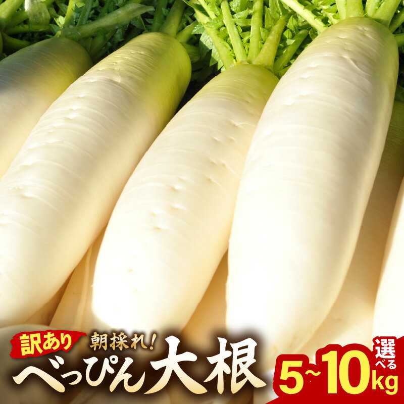 【ふるさと納税】【訳あり】 朝採り新鮮 べっぴん大根 5kg / 10kg 以上産地直送【福井県産  ...