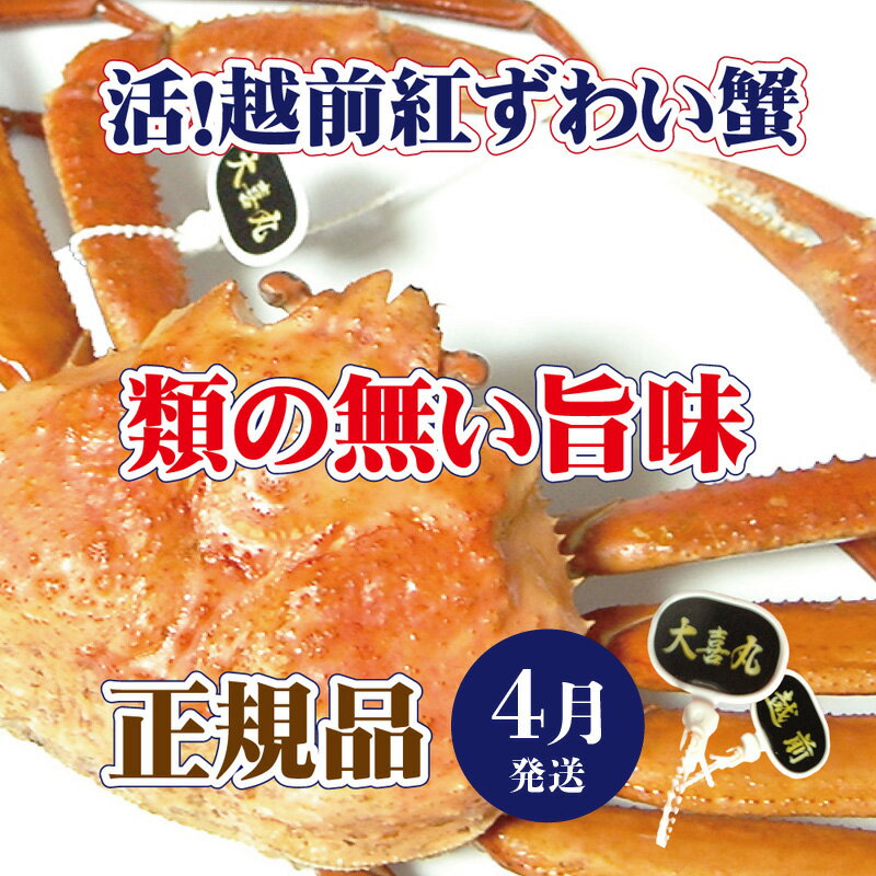 【ふるさと納税】活！越前 紅ずわいがに × 1杯 旨味満点！！【かに カニ 蟹 姿 生 ボイル 冷蔵 ...