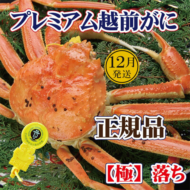 【ふるさと納税】越前がに「極落ち」 × 1杯 桐箱入り！越前の至宝 最高ランクのプレミアム越前がに【雄 ズワイガニ ずわいがに 姿 生 ボイル 冷蔵 福井県】【12月発送分】希望日指定可 備考欄に希望日をご記入ください [e37-x012_12]