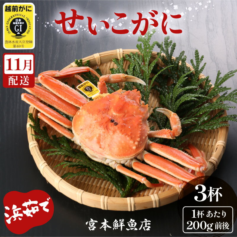 【ふるさと納税】≪浜茹で≫越前産 せいこがに（生で200g前後） × 3杯【雌 ズワイガニ 越前ガニ 姿 ボイ...