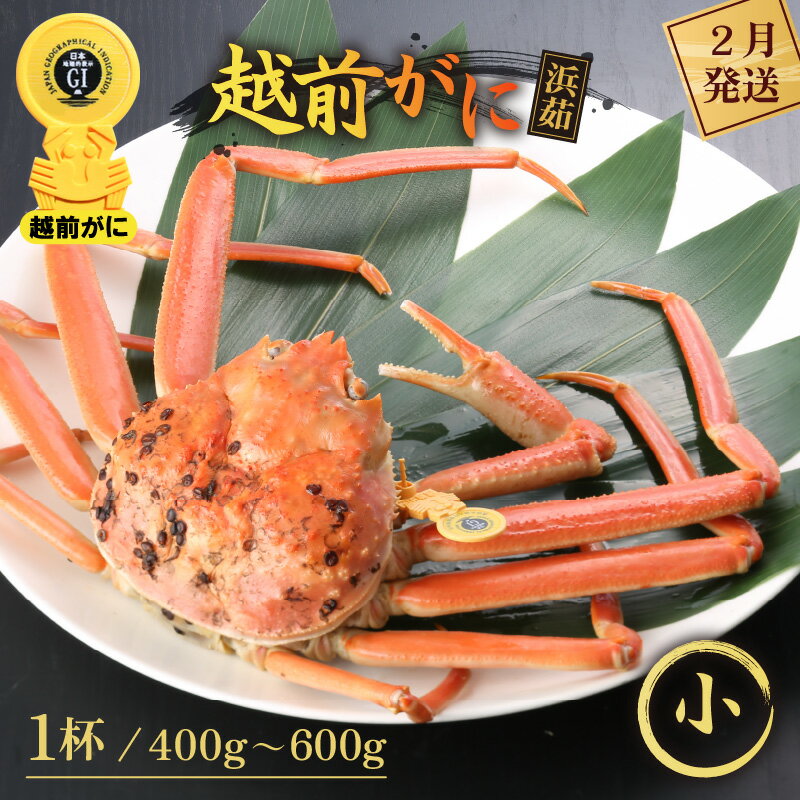 【ふるさと納税】≪浜茹で≫越前がに 小サイズ（生で400〜600g） × 1杯【かに カニ 蟹】【福井県 越前町 雄 ズワイガニ ボイル 冷蔵 越前ガニ 越前かに 越前カニ ずわいがに ずわい蟹 かに カニ 蟹】【2月発送分】希望日指定可 備考欄に希望日をご記入ください
