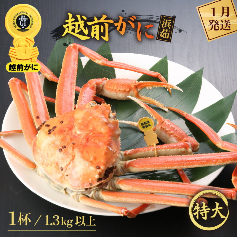 【ふるさと納税】≪浜茹で≫越前がに 特大サイズ(生で1.3kg以上) × 1杯【雄 ズワイガニ 越前ガニ 姿 ボイル 冷蔵 かに カニ 蟹 福井県】【1月発送分...