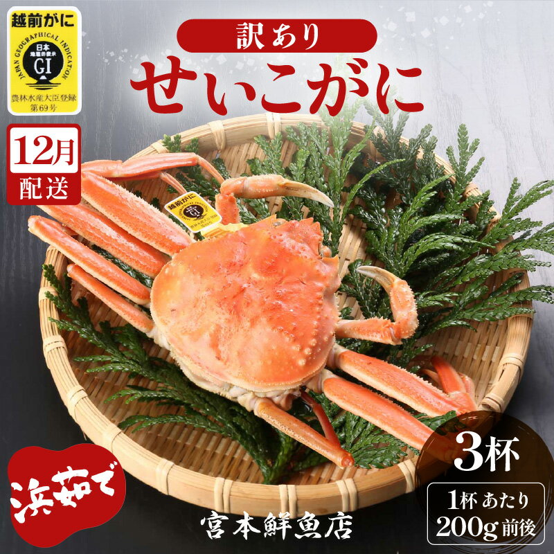 【ふるさと納税】【訳あり】≪浜茹で≫越前産 せいこがに（生で200g前後） × 3杯【雌 ズワイガニ 越前ガニ 姿 ボイル 冷蔵 かに カニ 蟹 福井県】【12月発送分】希望日指定可 備考欄に希望日をご記入ください [e43-x012_12]