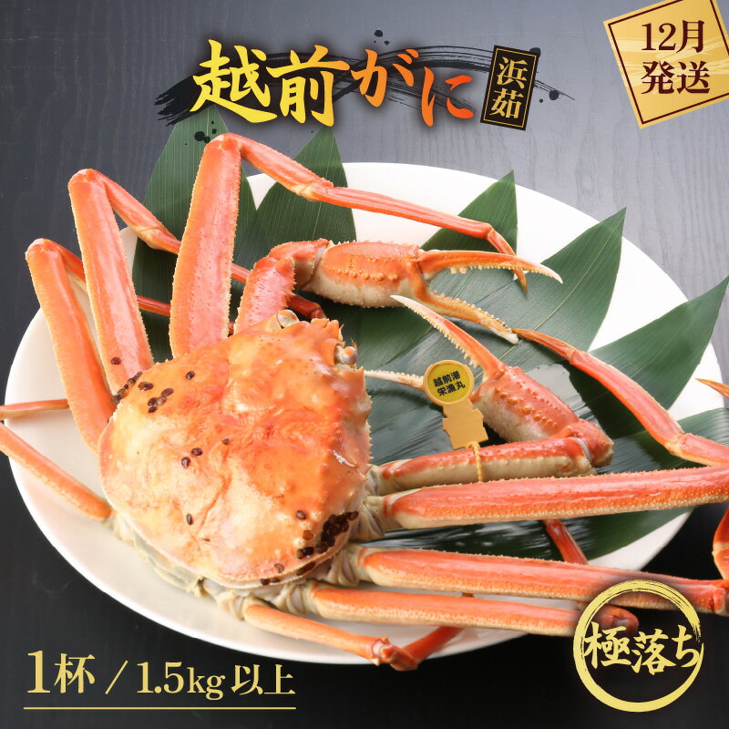 【ふるさと納税】≪浜茹で≫越前がに 極落ち（生で1.5kg以上） × 1杯【雄 ズワイガニ 越前ガニ 姿 ボイル 冷蔵 かに カニ 蟹 福井県】【12月発送分】希望日指定可 備考欄にメールアドレスをご記入ください [e43-x014_12]