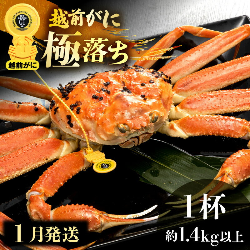 【ふるさと納税】≪浜茹で≫越前がに 極落ち（生で約1.4kg