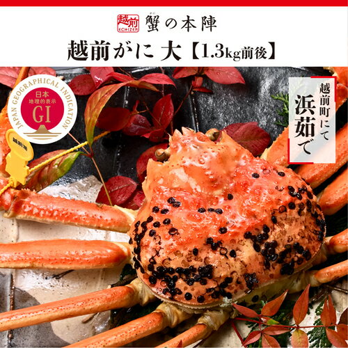 【ふるさと納税】冬の日本海の味 浜茹で【越前がに 大 1.3kg前後】11月〜翌3月順次発送 [e56-x006]