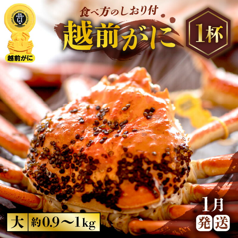 ڤդ뤵Ǽǡۢ觤Ǣ 祵0.91kg  1 2 ٱʬ դͺ 磻 ...