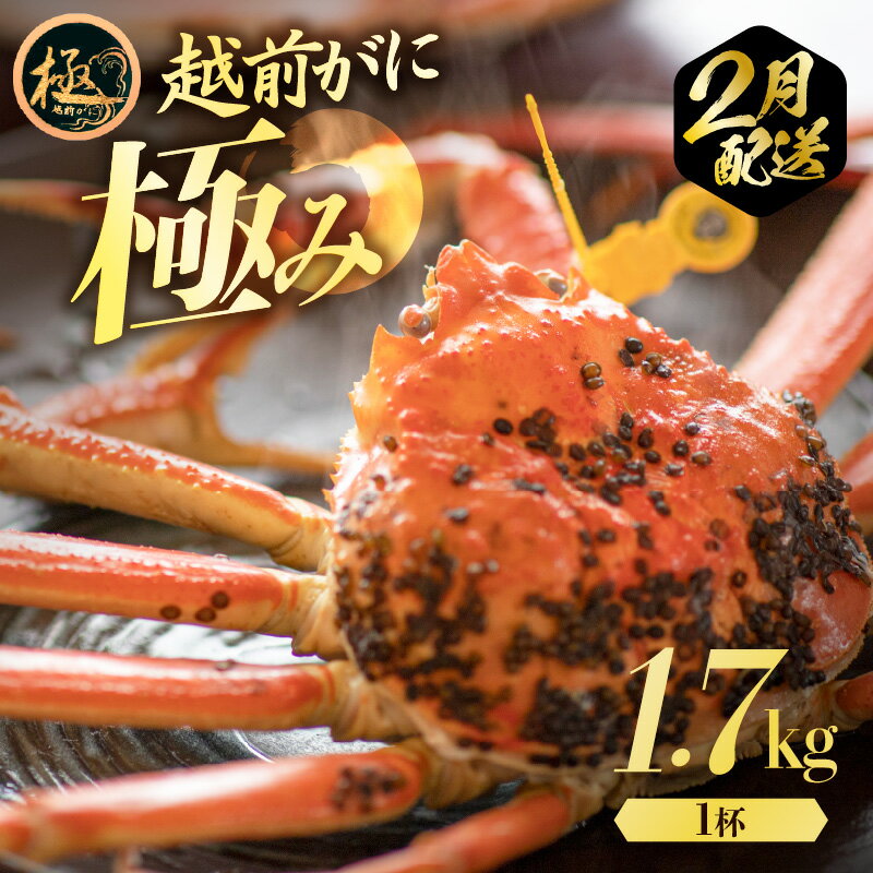 【ふるさと納税】貴重！究極の1杯 極み(きわみ) ≪浜茹で≫越前がに（生で約1.7kg〜）食べ応え十分 食べ方しおり付き【贈答 ギフト 雄 ズワイガニ 越前ガニ 姿 ボイル 冷蔵 かに カニ 蟹 福井県】【2月発送分】希望日指定可 備考欄に希望日をご記入ください [e57-x009_02]