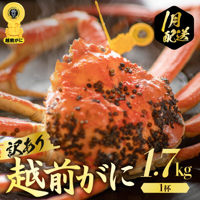 【ふるさと納税】【訳あり】≪浜茹で≫越前がに 極み（きわみ）サイズ（生で約1.7kg〜）規格外でも贅沢！食べ応え十分 食べ方しおり付き【 贈答 ギフト 雄 ズワイガニ 冷蔵 かに カニ 蟹 福井県】【1月発送分】希望日指定可 備考欄に希望日をご記入ください [e57-x010_01]