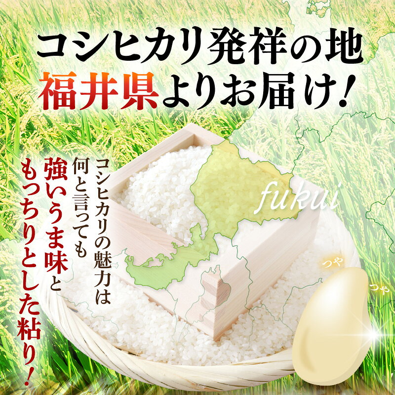 【ふるさと納税】令和7年産 米 精米 コシヒカリ 福井県産《14日以内に出荷予定》【選べる内容量：3kg/5kg/10kg】【白米 3kg 5kg 10kg こしひかり 少量 お米 人気品種 産地直送 新生活 kome 】