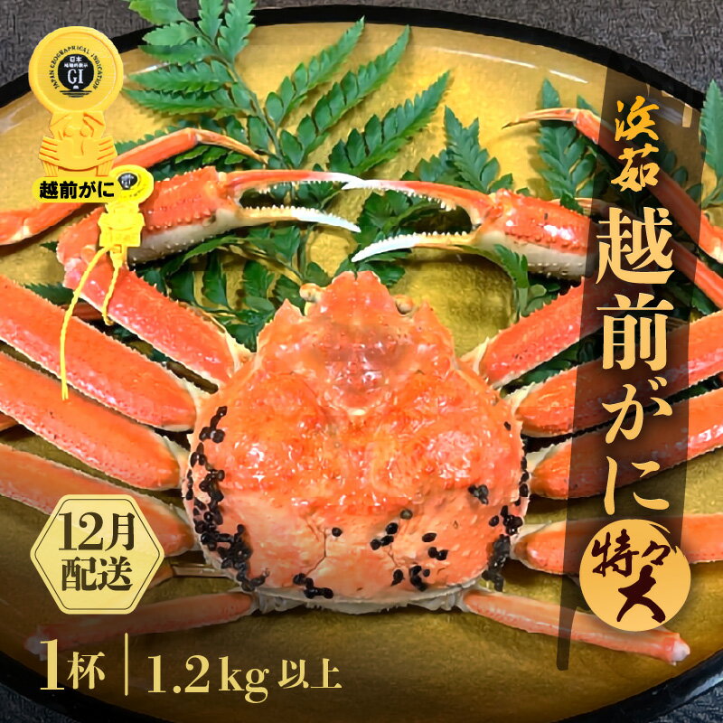 【ふるさと納税】≪浜茹で≫越前がに 特々大サイズ 1杯(生で1.2kg以上)【雄 ズワイガニ かに カニ 蟹 越前ガニ 姿 ボイル 冷蔵 福井県】【12月発送分...