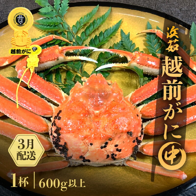 【ふるさと納税】≪浜茹で≫越前がに 中サイズ 1杯（生で600g以上）【雄 ズワイガニ かに カニ 蟹 越前ガニ 姿 ボイル 冷蔵 福井県】【3月発送分】希望日指定可 備考欄に希望日をご記入ください [e68-x004_03]