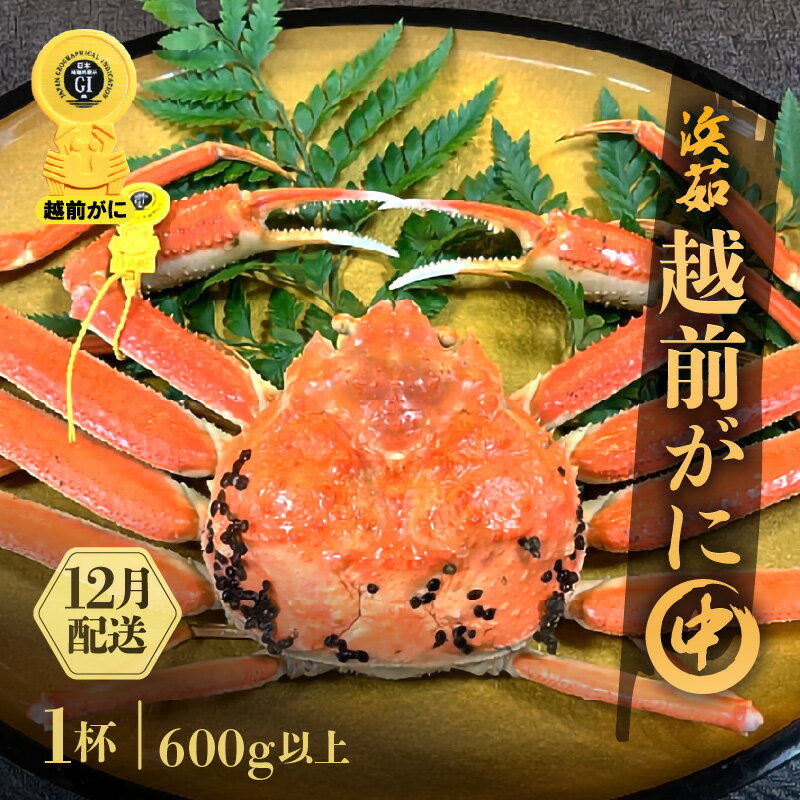 【ふるさと納税】≪浜茹で≫越前がに 中サイズ 1杯（生で600g以上）【雄 ズワイガニ かに カニ 蟹 越前ガニ 姿 ボイル 冷蔵 福井県】【12月発送分】希望日指定可 備考欄に希望日をご記入ください [e68-x004_12]