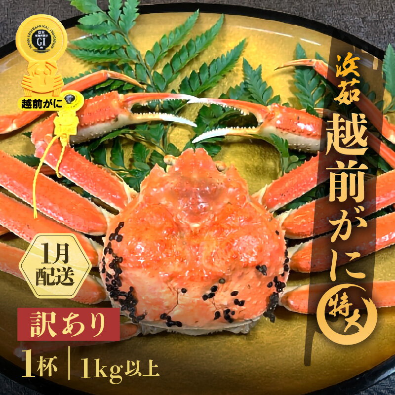 【ふるさと納税】【訳あり】≪浜茹で≫越前がに 特大サイズ 1杯（生で1kg以上）【雄 ズワイガニ かに カニ 蟹 越前ガニ 姿 ボイル 冷蔵 福井県】【1月発送分】希望日指定可 備考欄に希望日をご記入ください [e68-x007_01]