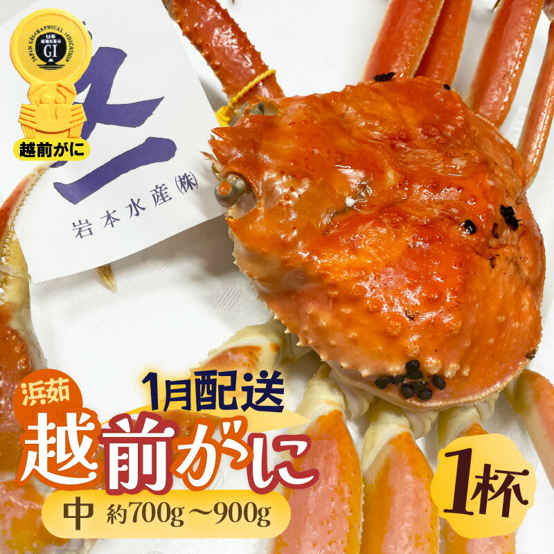 【ふるさと納税】≪浜茹で≫越前がに 中サイズ(生で約700〜900g) × 1杯 越前蟹の印 タグ付きでお届け【雄 ズワイガニ 越前ガニ 姿 ボイル 冷蔵 かに...