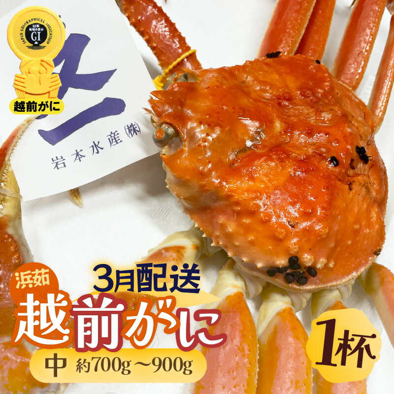 【ふるさと納税】≪浜茹で≫越前がに 中サイズ（生で約700～900g） × 1杯 越前蟹の印 タグ付きでお届け【雄 ズワイガニ 越前ガニ 姿 ボイル 冷蔵 かに カニ 蟹 福井県】【3月発送分】希望日指定可 備考欄に希望日をご記入ください [e72-x002_03]