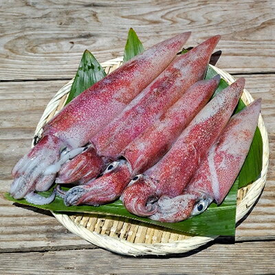 【ふるさと納税】新鮮、朝獲れ真イカ(剣先イカ)丸ごと墨付き(たまり醤油としおり付き)約1,000g【配送不可地域:離島】【1144829】