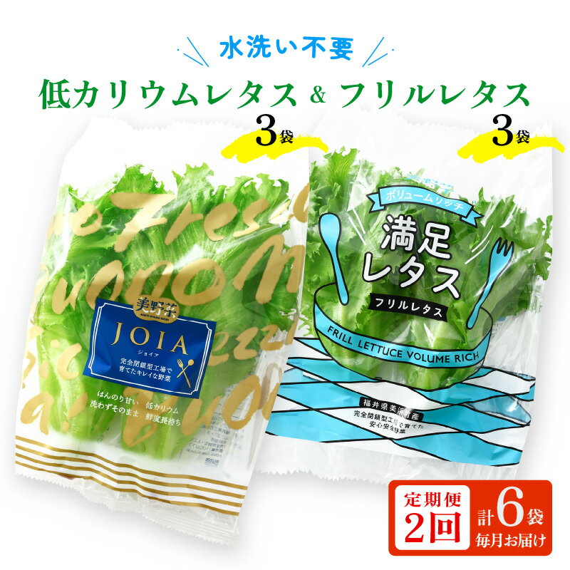 定期便 ≪2ヶ月連続お届け≫ 低カリウムレタス&フリルレタス6個セット 全2回 【福井県美浜町産】【野菜 生野菜 レタス サラダ サンドイッチ お弁当 水耕栽培 洗わず食べられる 時短 付け合わせ ダイエット ヘルシー】 [m40-a007]