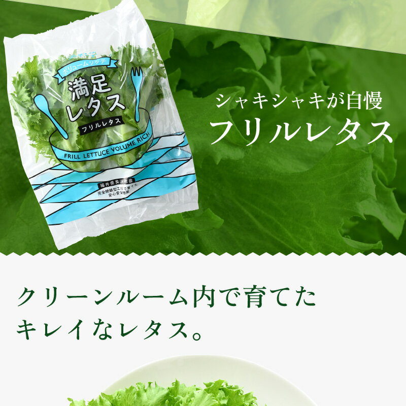 【ふるさと納税】定期便 ≪6ヶ月連続お届け≫ 低カリウムレタス&フリルレタス6個セット 全6回 【福井県美浜町産】【野菜 生野菜 定期便 旬の BOX レタス サラダ サンドイッチ お弁当 水耕栽培 洗わず食べられる 時短 付け合わせ ダイエット ヘルシー 新鮮】 [m40-c001]