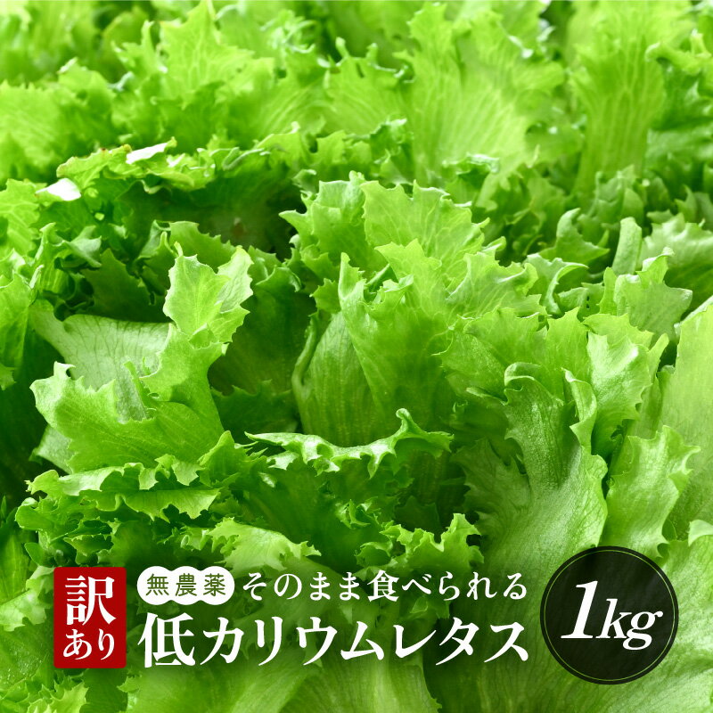 【訳あり】低カリウムレタス 1kg(500g×2袋) 不揃い クリーンルーム栽培 無農薬 鮮度長持ち 【野菜 生野菜 レタス サラダ 水耕栽培 洗わず食べられる 時短 付け合わせ】 [m40-a012]