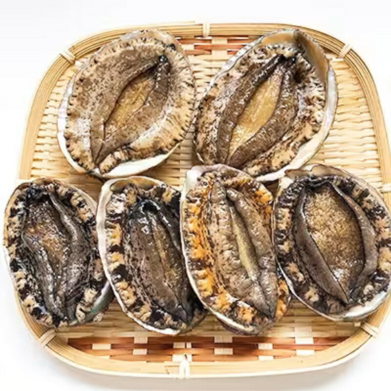 ≪おまかせ≫ 日本海若狭湾の 天然 活アワビ 計600g 鮮度抜群 刺身 お造り バター焼き BBQ あわび 鮑[2024年8月31日まで発送] [m17-d006]