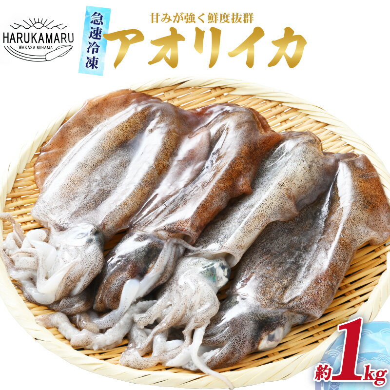 【ふるさと納税】【先行予約】イカ お刺身で食べる 天然 アオリイカ 約1kg 活きたイカをご提供している漁師が活〆！ 急速冷凍 鮮度格別！若狭湾 福井 地物 海鮮 個別包装 真空パック 刺身 イカ丼 姿焼き 煮付け フライ BBQ 【2024年10月中旬より発送開始】 [m36-a004]