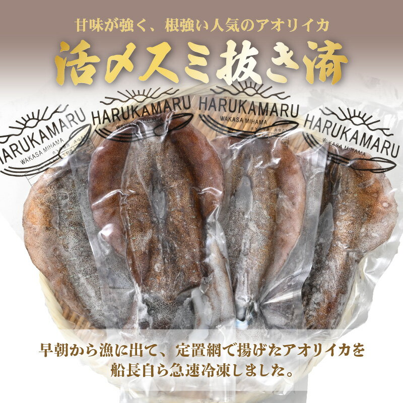 【ふるさと納税】【先行予約】イカ お刺身で食べる 天然 アオリイカ 約1kg 活きたイカをご提供している漁師が活〆！ 急速冷凍 鮮度格別！若狭湾 福井 地物 海鮮 個別包装 真空パック 刺身 イカ丼 姿焼き 煮付け フライ 【2024年10月中旬より発送開始】 [m36-a004]