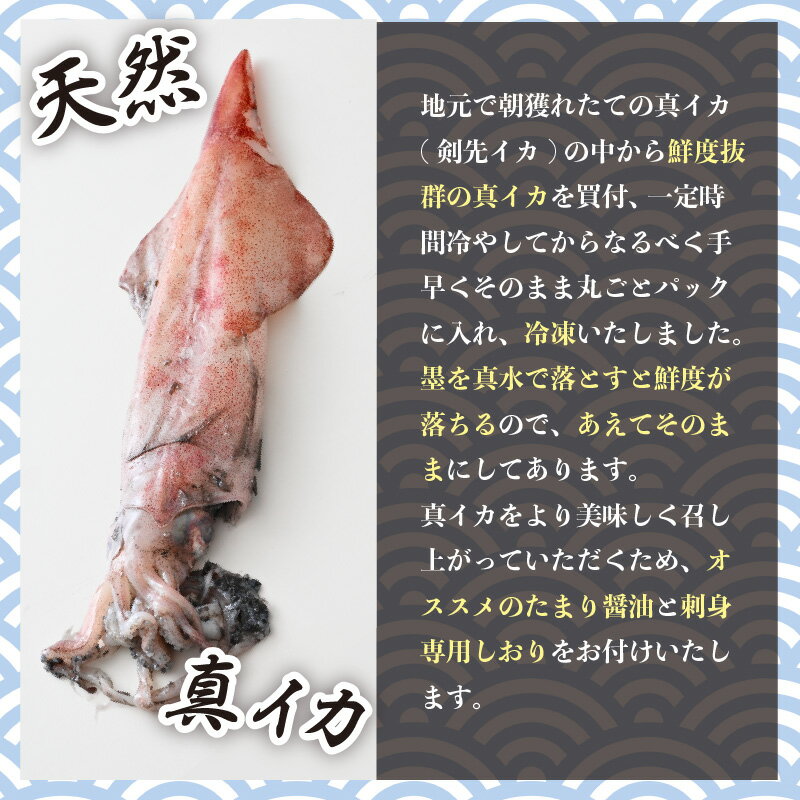 【ふるさと納税】【期間限定】新鮮・朝獲れ！ 墨付き 天然 真イカ（剣先イカ）丸ごと 約1,000g（4〜5尾） たまり醤油と刺身専用しおり付き【ケンサキイカ マイカ 刺身 お造り 冷凍 いか イカ 海鮮 魚介 冷凍パック 天然いか】 [m21-a025]