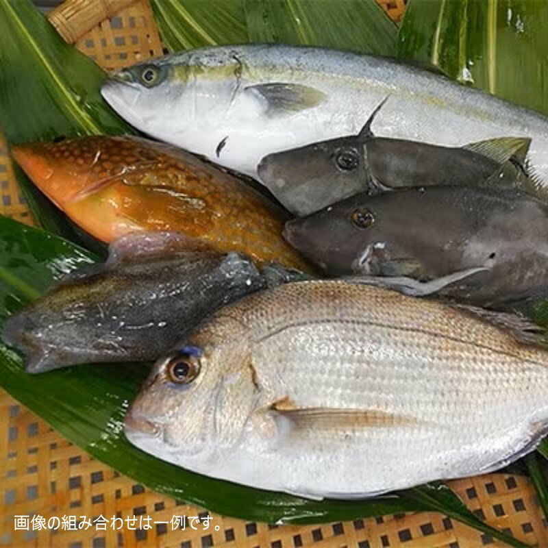 【ふるさと納税】【先行予約】簡単で便利！手軽で新鮮な 若狭 秋～冬の鮮魚セット 計1.3kg【2023年10月5日から10月26日まで発送】 [m21-a018]･･･