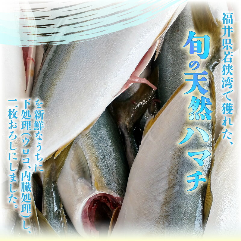 【ふるさと納税】訳あり 若狭湾の天然 ハマチ (ブリ 幼魚) 約450g (6~8切×1袋) 塩焼き 煮つけ用 下処理済み！ブツ切り 生冷凍！だから人気！ 【ハマチ はまち ぶつ切り 切身 塩焼き 骨付き ブリ大根 煮物 カマ】